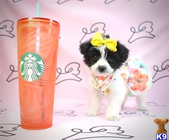 PuppyHeavenLV Picture 1